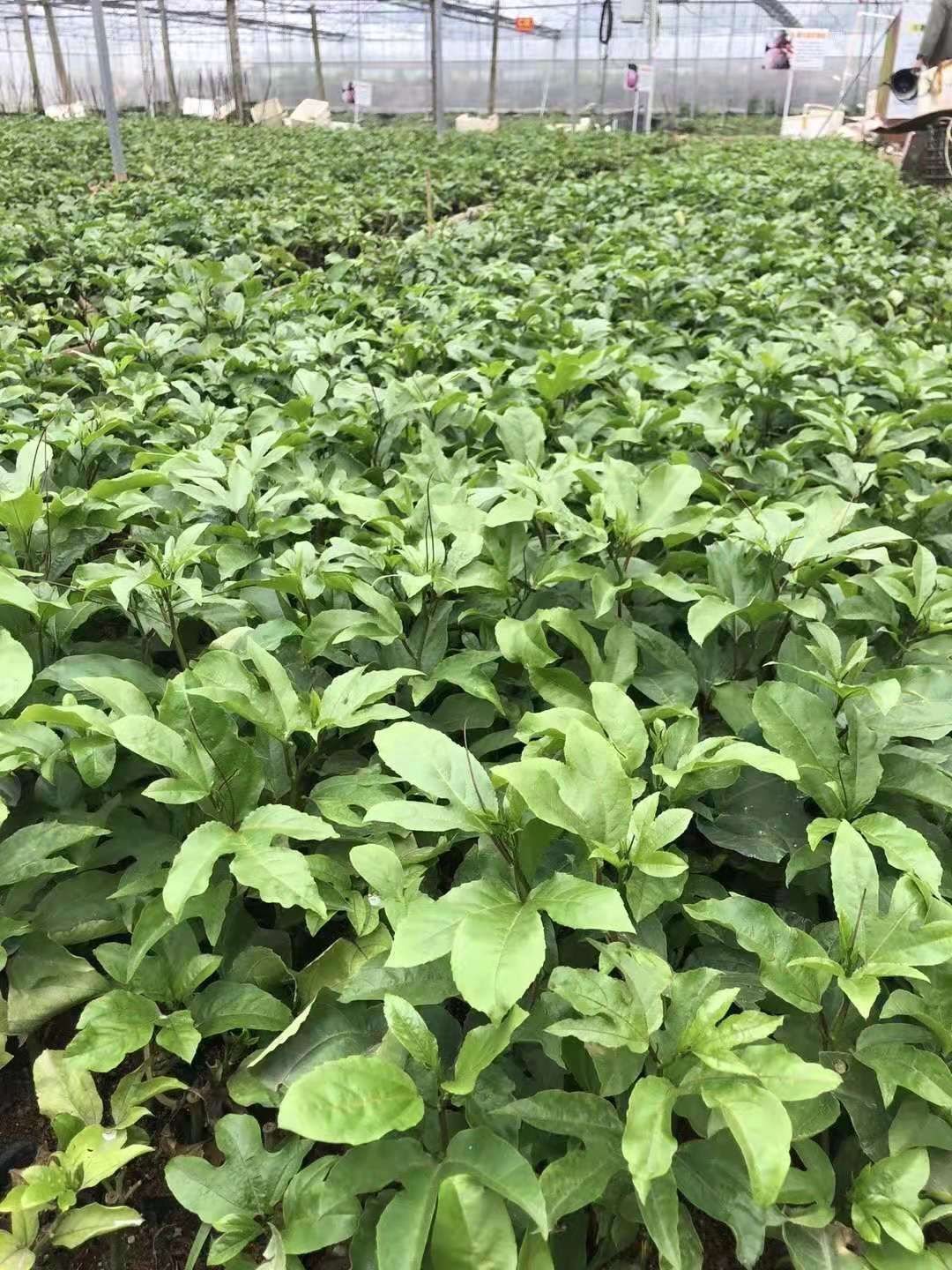 黄金百香果苗  广西百香果苗产地直供，品质保证，质量从优，价格优惠