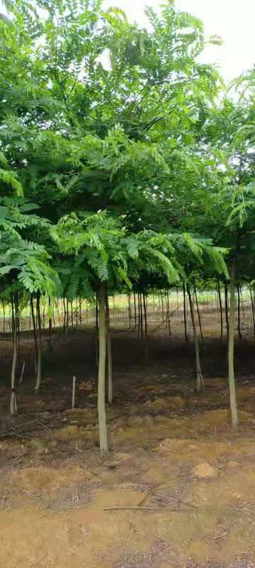 大王椰子树  大王椰树