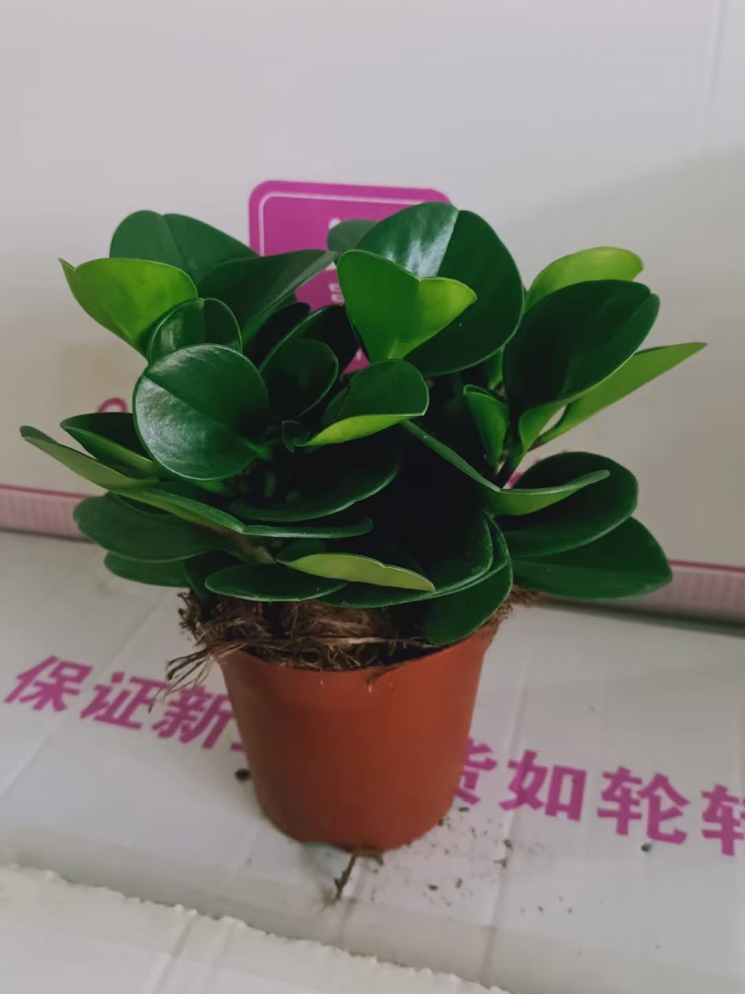 （宝翠）青叶碧玉
