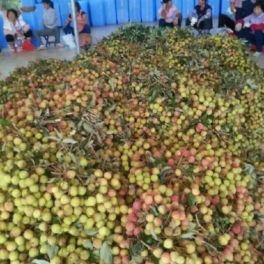 阳西县妃子笑荔枝 荔枝妃子笑