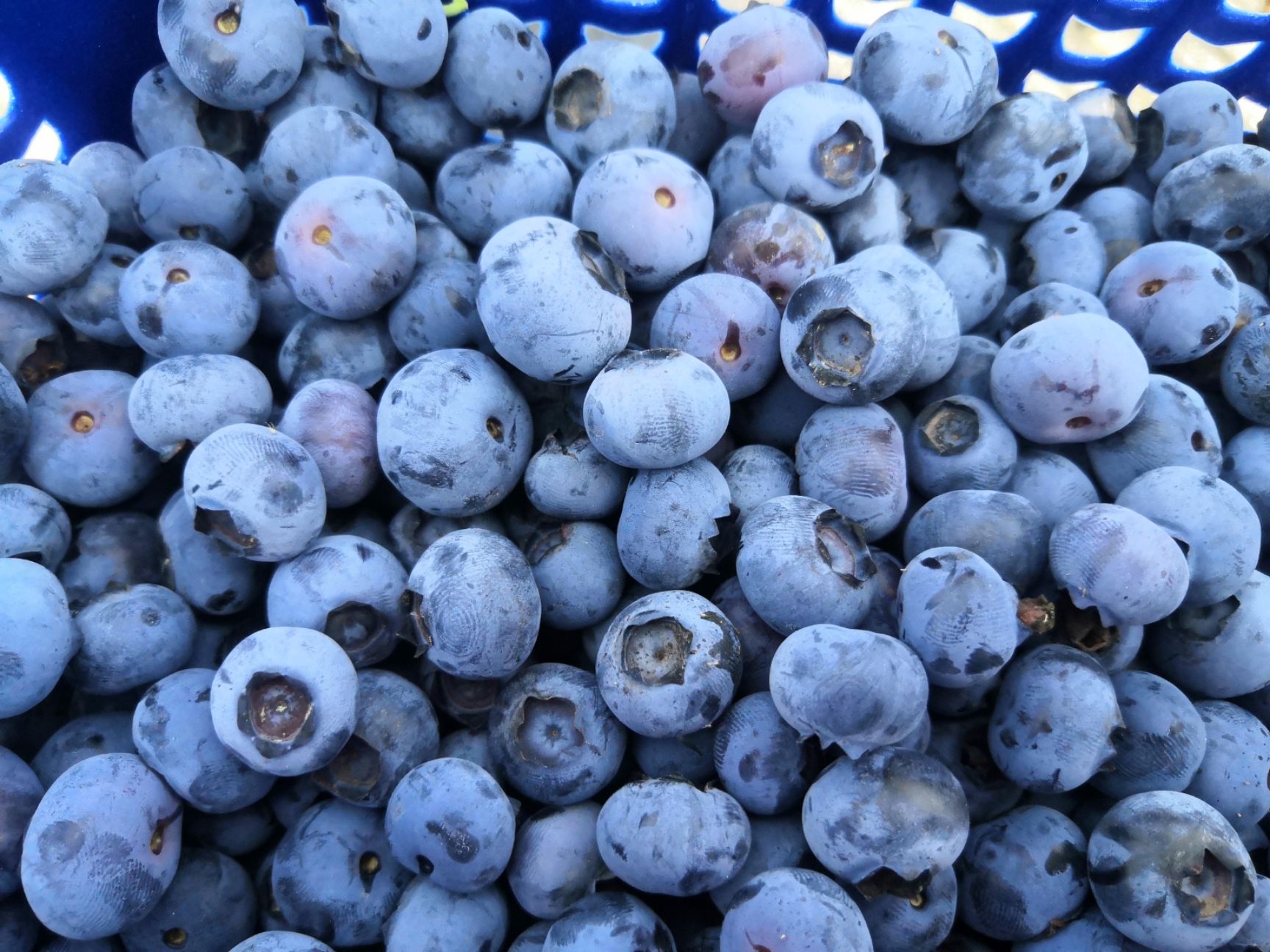 云南省澄江市，露天蓝莓鲜果，基地直销