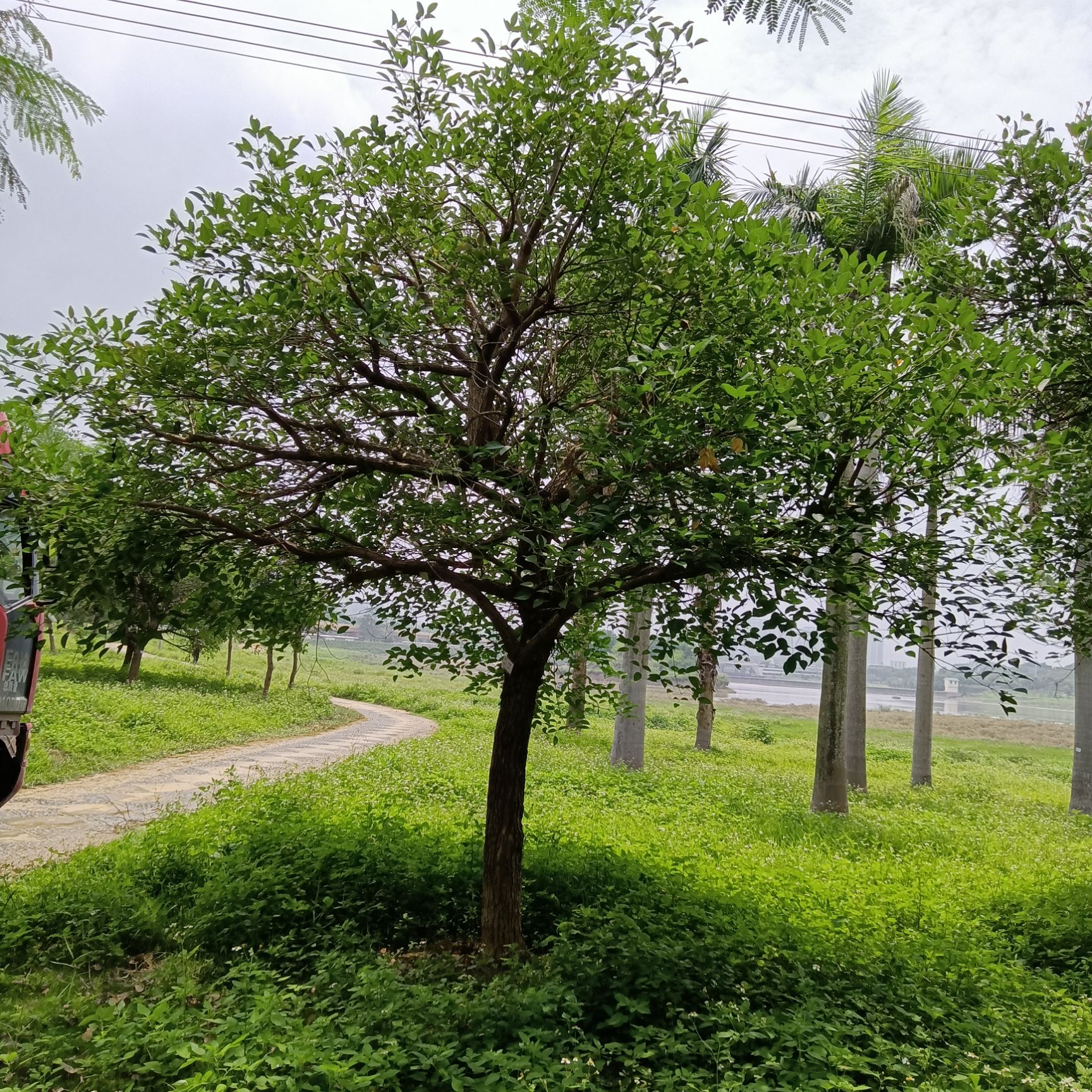 大王椰子树  大王椰树