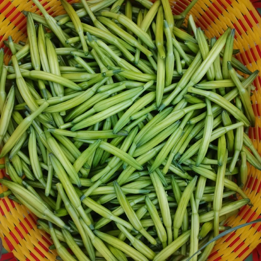 新泰市小黄花菜 黄花菜