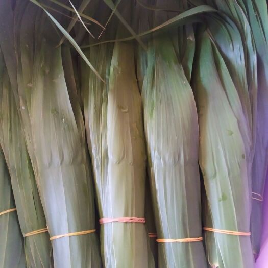 灌南县 芦苇粽叶