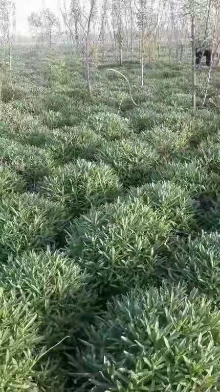耿马县救心菜