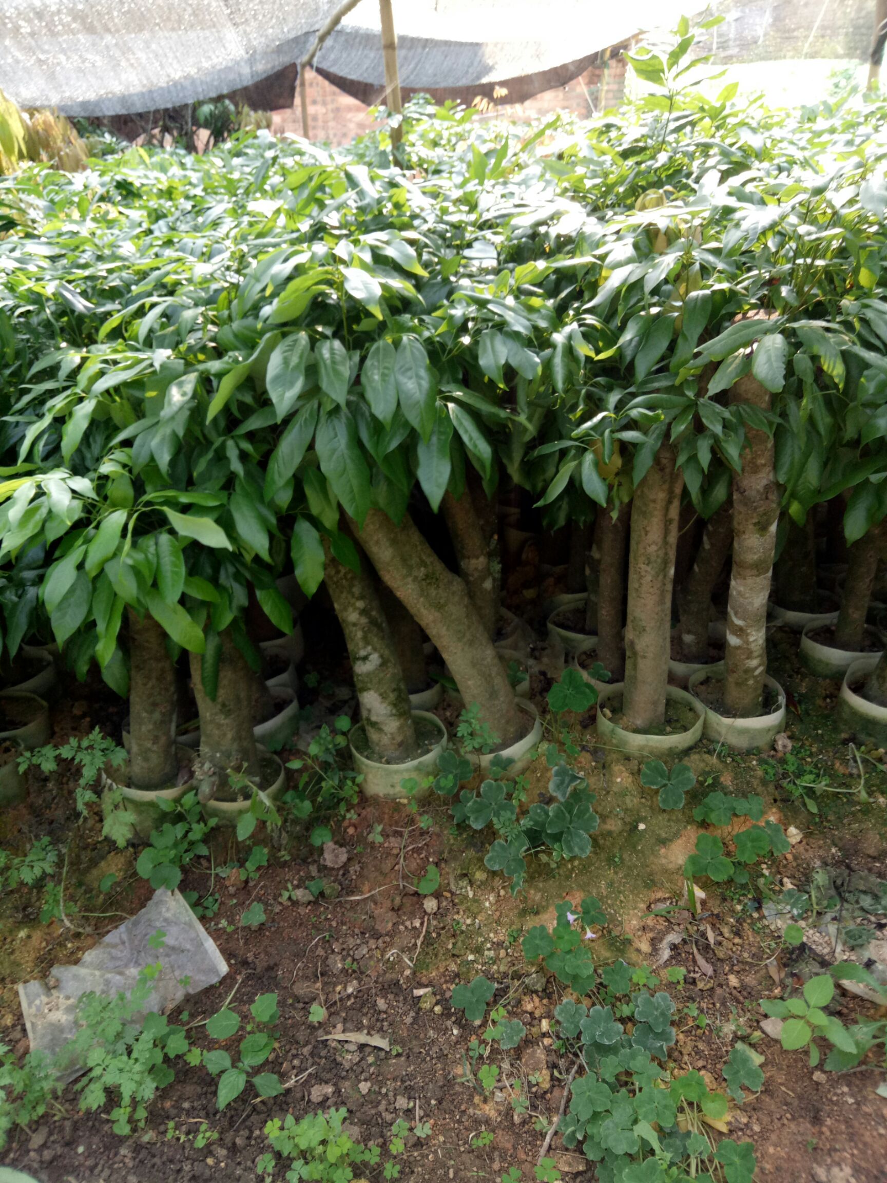 黑叶荔枝苗 荔枝苗
