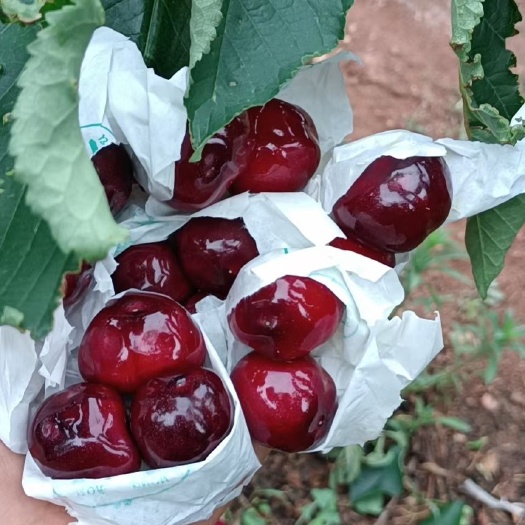 汉源县红灯樱桃 黑珍珠车厘子