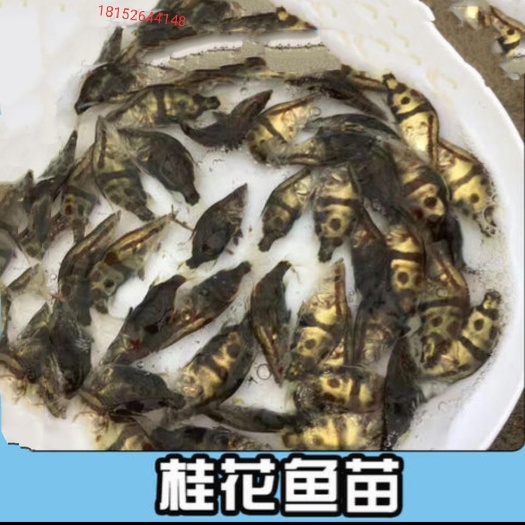 湘阴县桂鱼苗