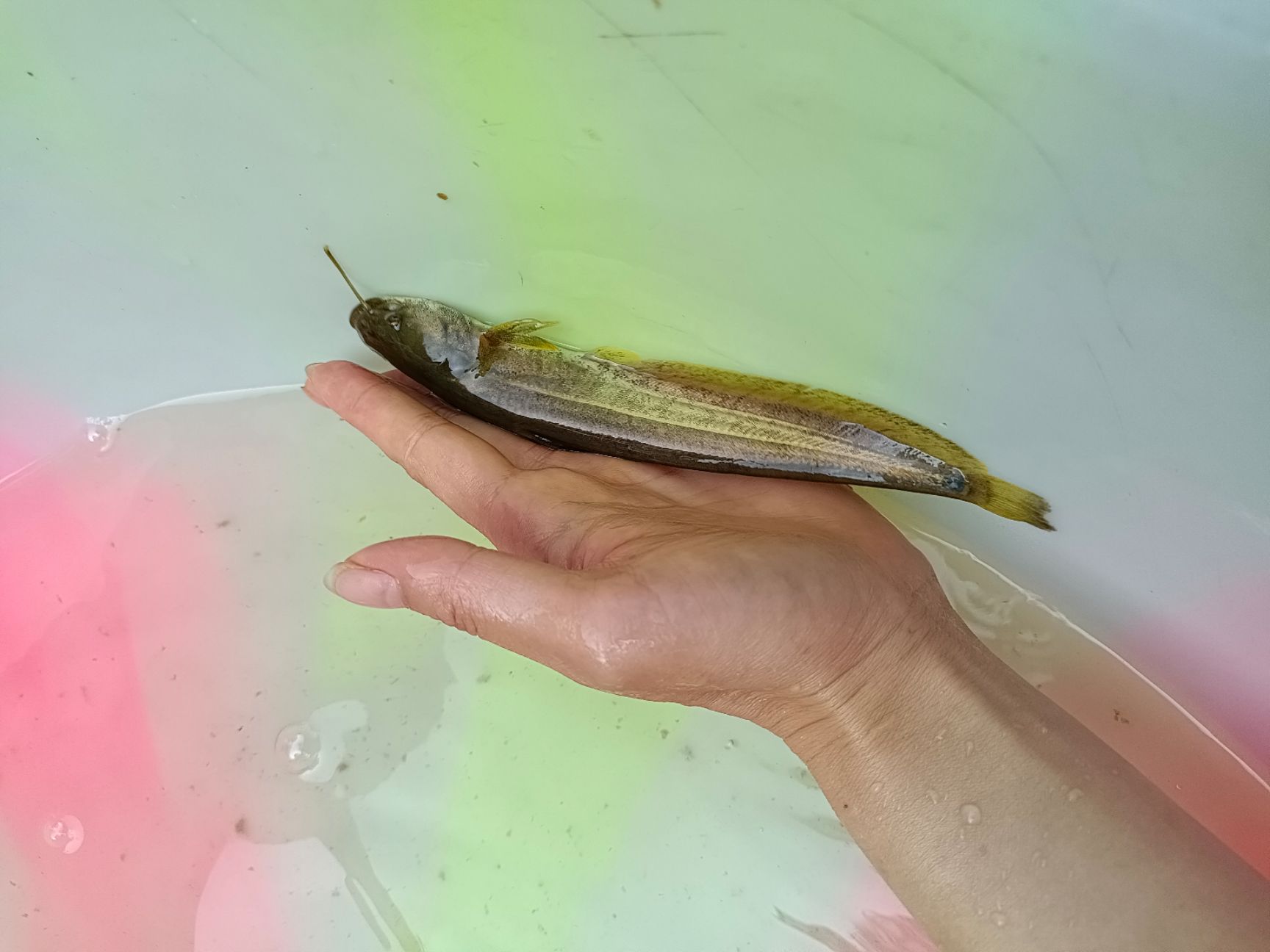 大口鲶鱼苗  大口鲶、六须鲶、河鲶华、叉口鲶、鲶巴朗、大河鲶、大鲶鲐