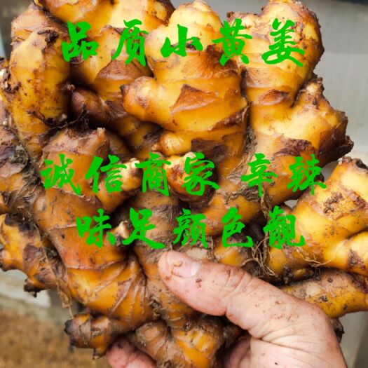 汝城县汝城县小黄姜，山地姜，现挖现发