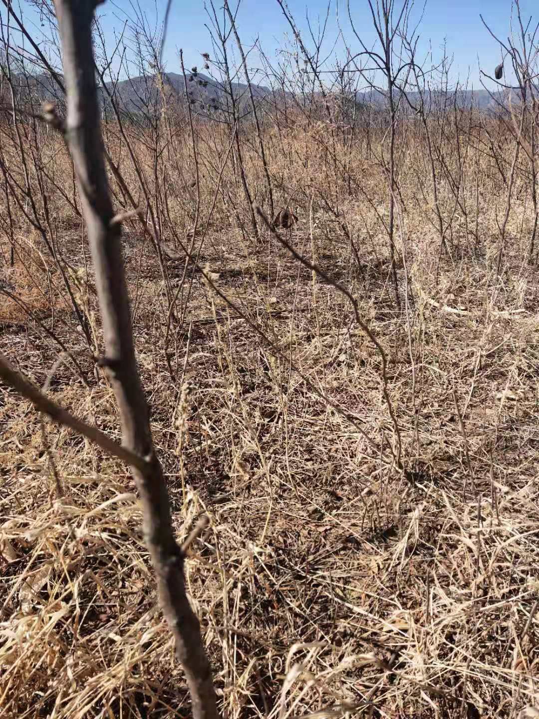 文冠果树苗  文冠果两公分树苗基地直发成活率高