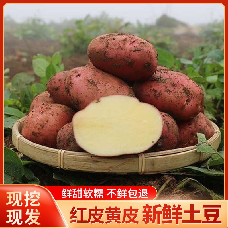 云南土豆新鲜现挖黄心/红皮黄心老品种马铃薯洋芋批发