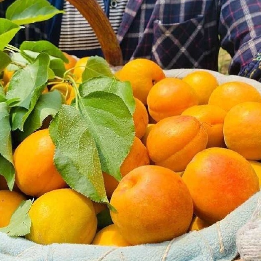 甘肃庆阳 大曹杏/杏干