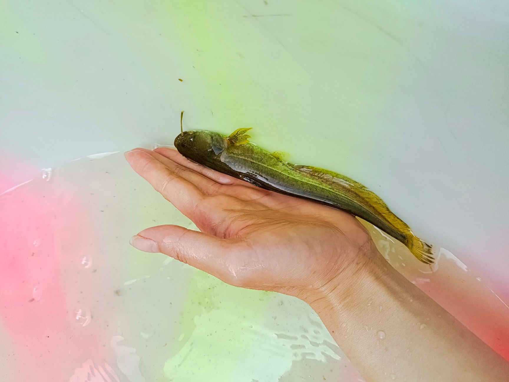 大口鲶鱼苗  大口鲶、六须鲶、河鲶华、叉口鲶、鲶巴朗、大河鲶、大鲶鲐