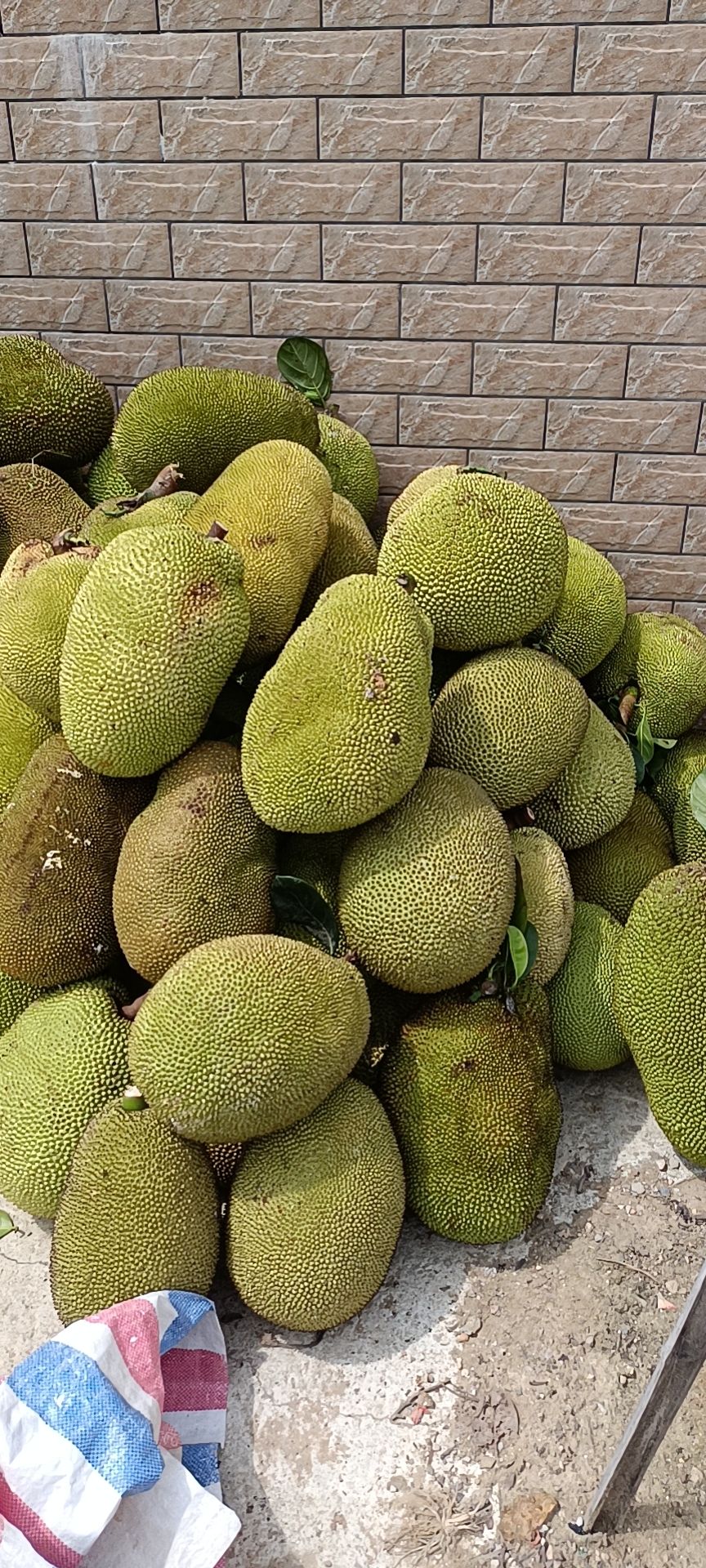 菠萝蜜已大量上市，诚信经营，有想法的老板来咨询。