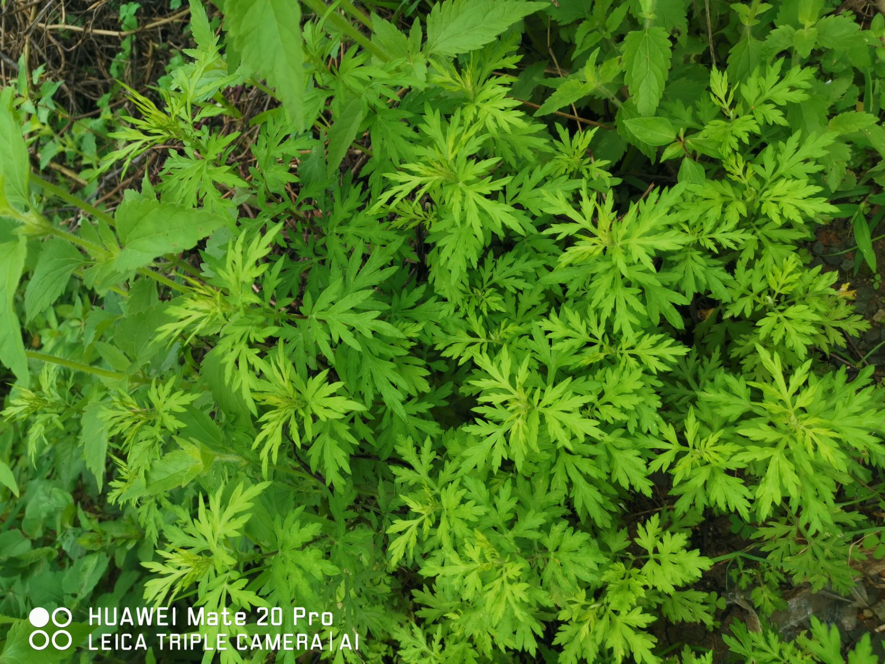  五月艾，黄艾，艾草，艾叶