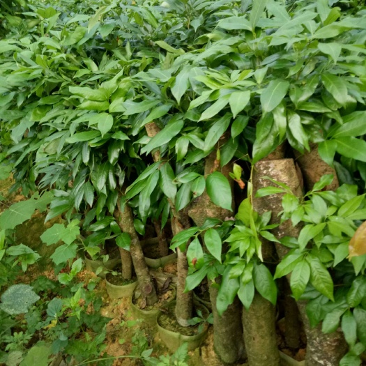 灵山县黑叶荔枝苗 荔枝苗