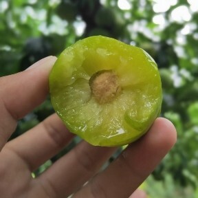 镇宁县 贵州六马蜂糖李，四月青脆李的原产地！
