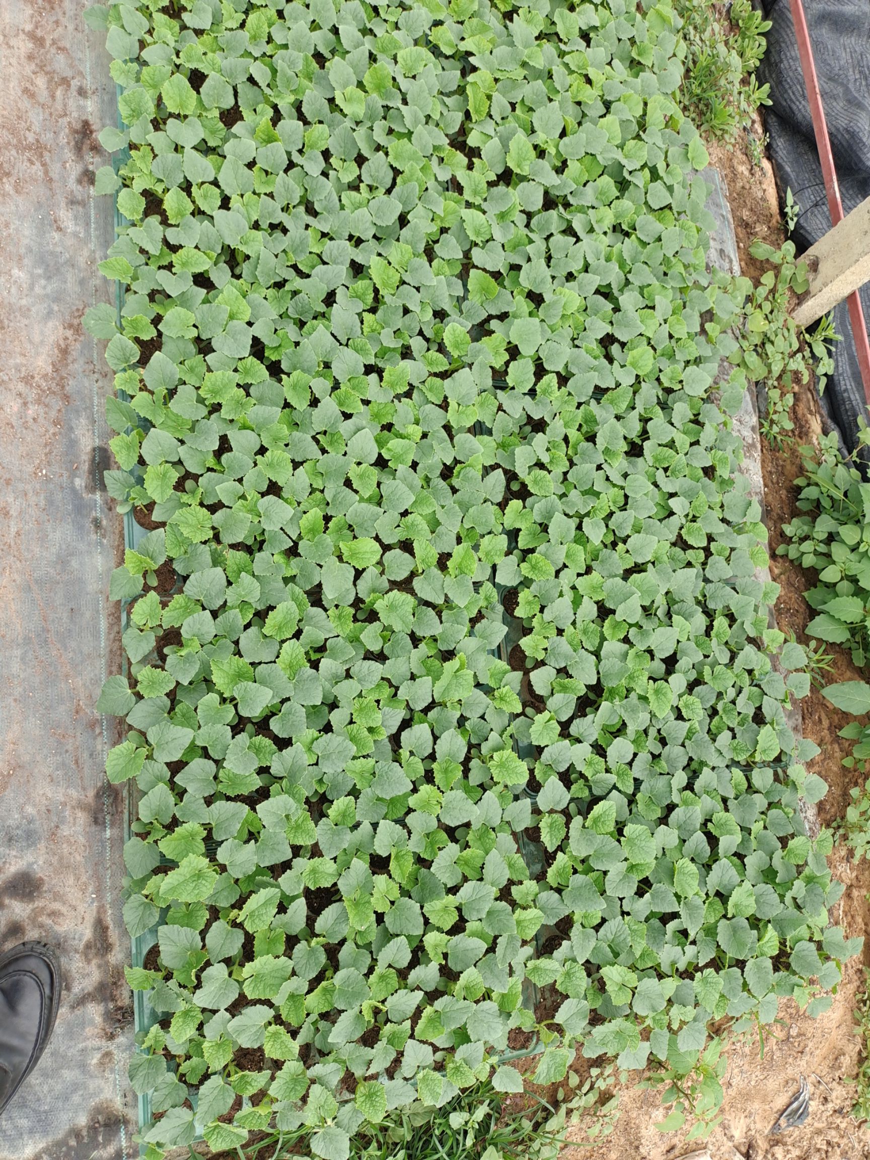 育苗基质广东营养长效专业优质配方蔬菜瓜果保证质量哈密泥炭辣椒