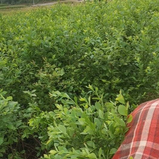 金秀县 蓝莓苗