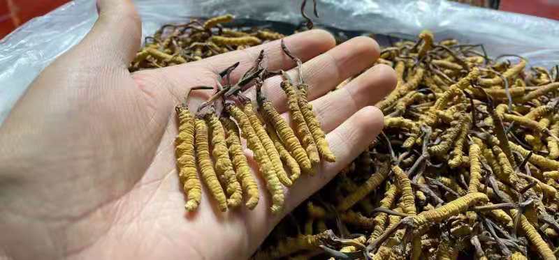 久治县冬虫夏草 云南果洛干虫草
