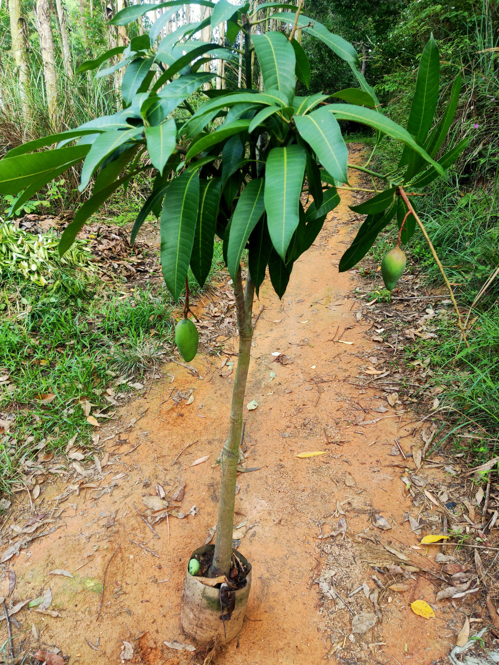 金煌芒果苗  地径4到5公分大布袋苗，5年苗！可带布袋或土球发货！