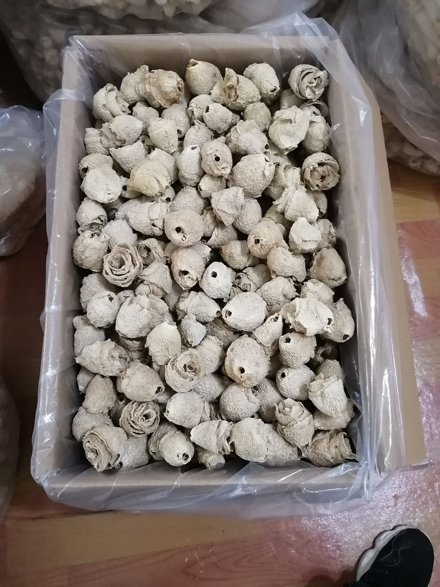 红托竹荪  竹荪冒壳、竹荪冒、竹毛肚