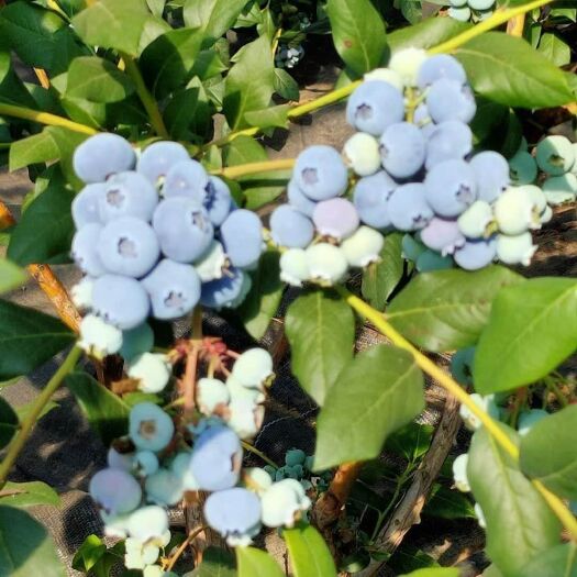 大连 自家蓝莓，暖棚蓝莓
