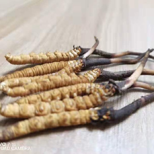 冬虫夏草 青海省果洛自治州新鲜多虫草