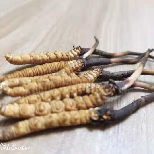 久治县冬虫夏草 青海省果洛自治州新鲜多虫草