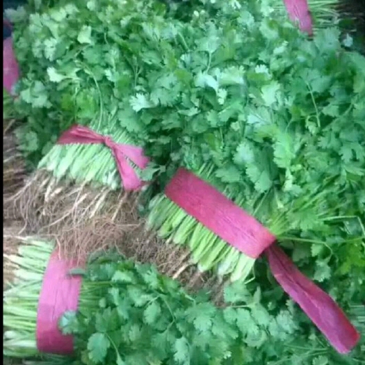 临漳县香菜大量上市价格优惠质量保证服务周到让你满意而归