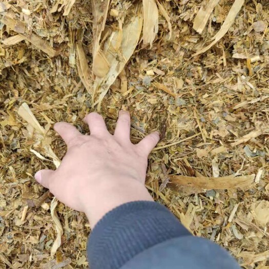 宿州玉米秸秆 优质黄储，质量保证，一手货源