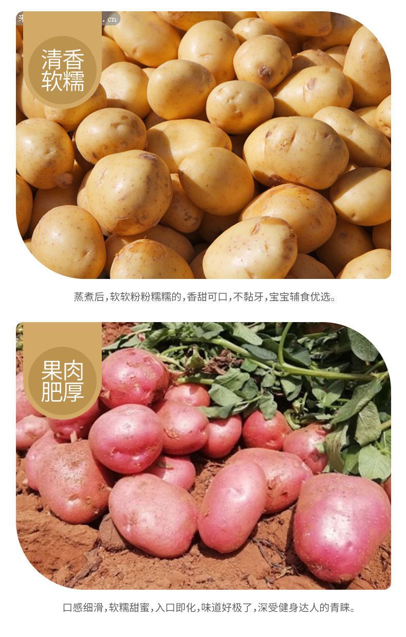 云南土豆新鲜现挖黄心/红皮黄心老品种马铃薯洋芋批发