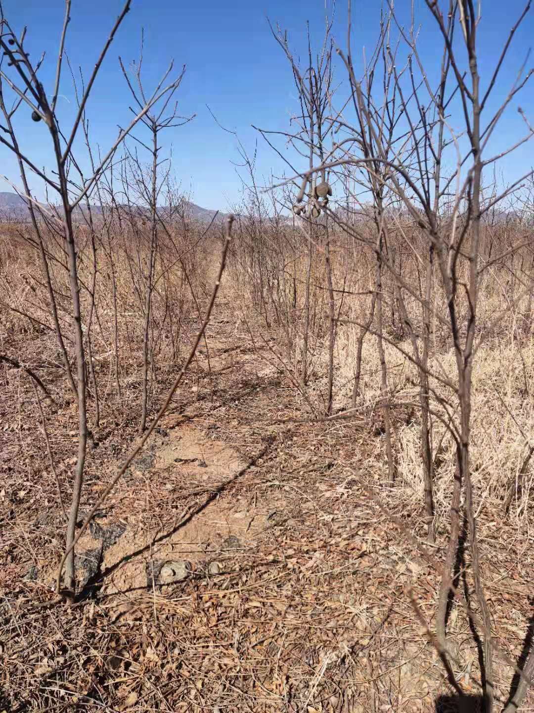 文冠果树苗  文冠果两公分树苗基地直发成活率高