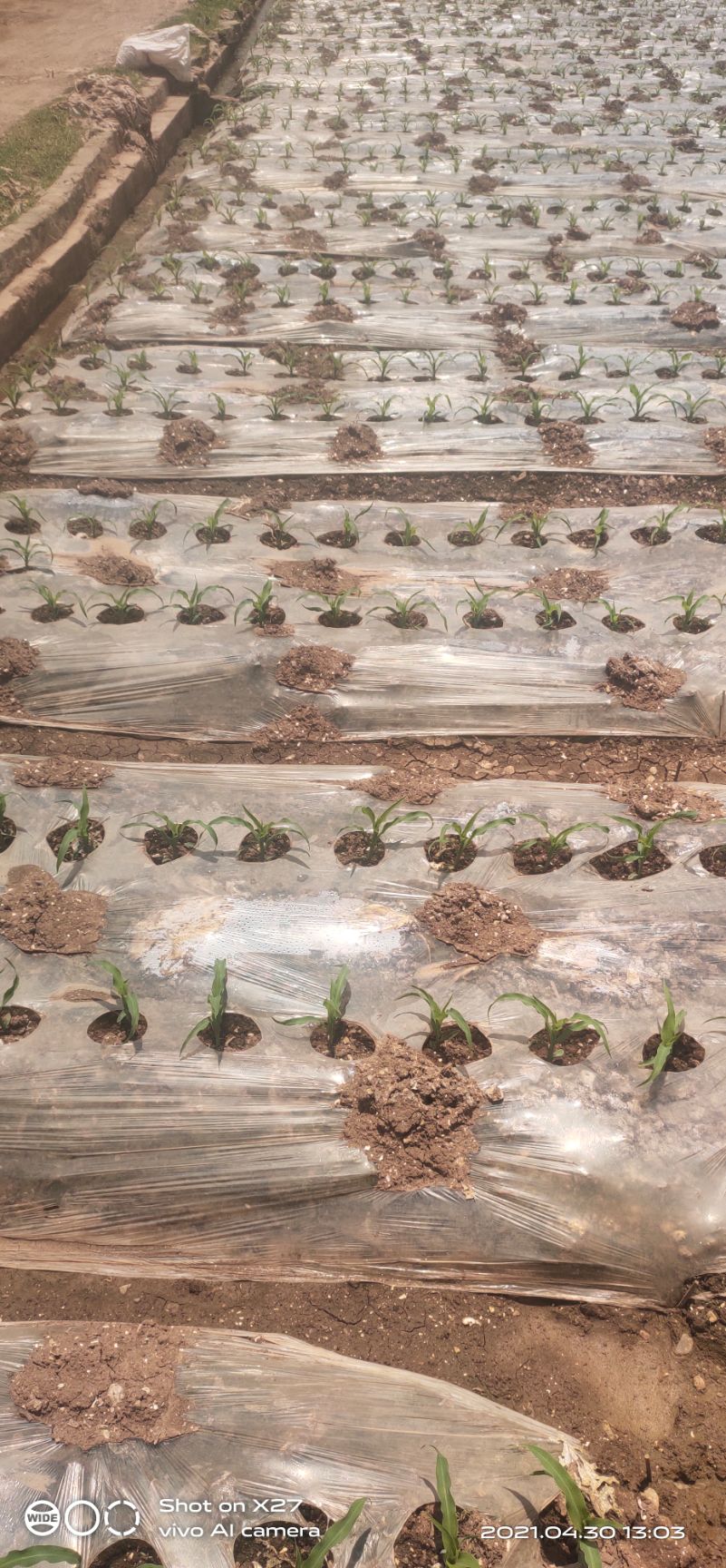 双色甜脆玉米苗，冷链发货，基地直供，量大从优！可开发票！