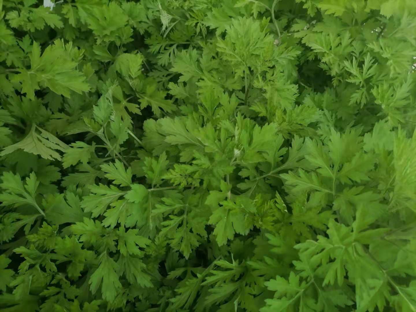 艾草  大别山天然人工采摘的艾叶