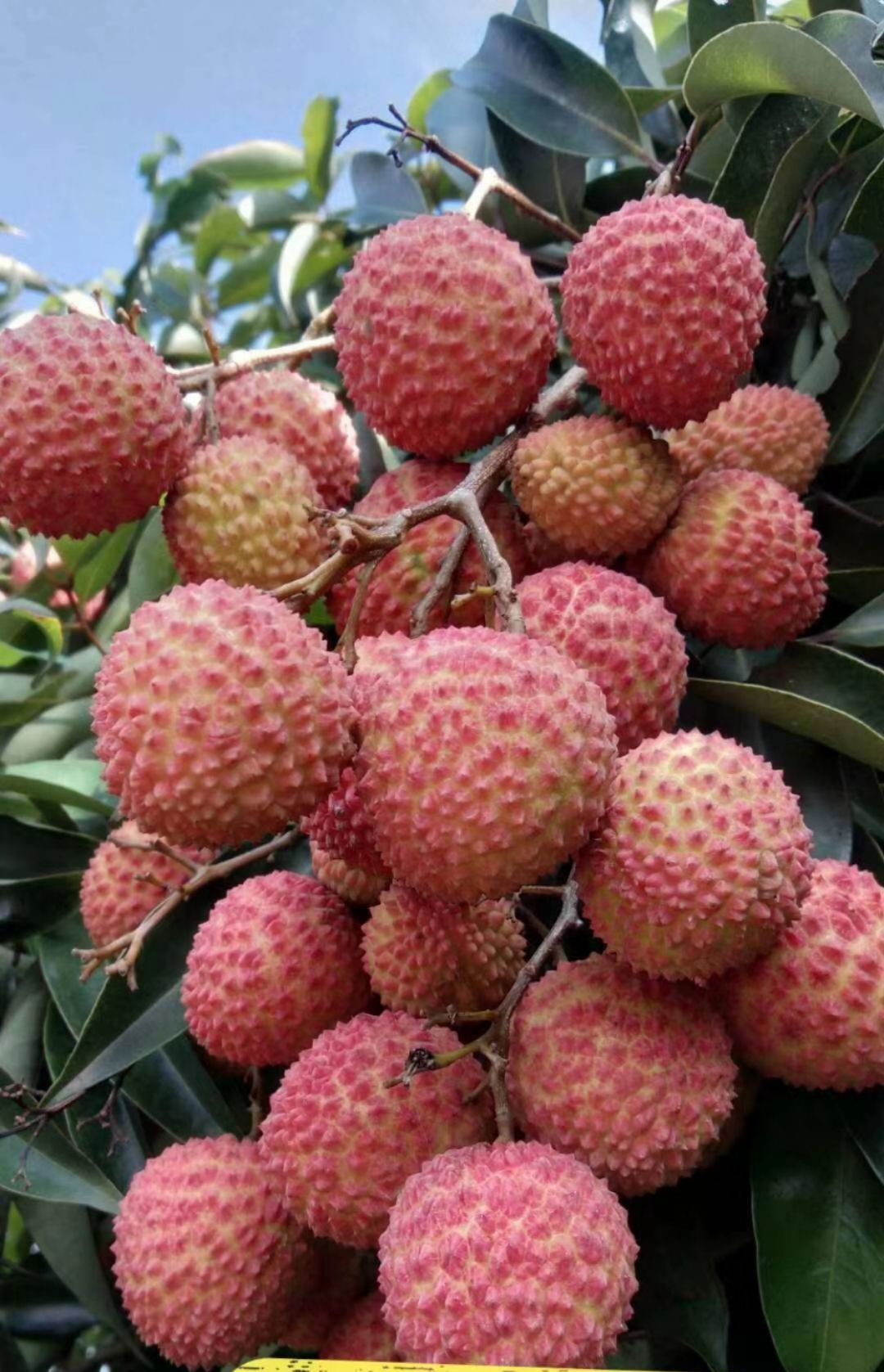 桂味荔枝  广西高山荔枝，25年老树中国荔枝获奖者