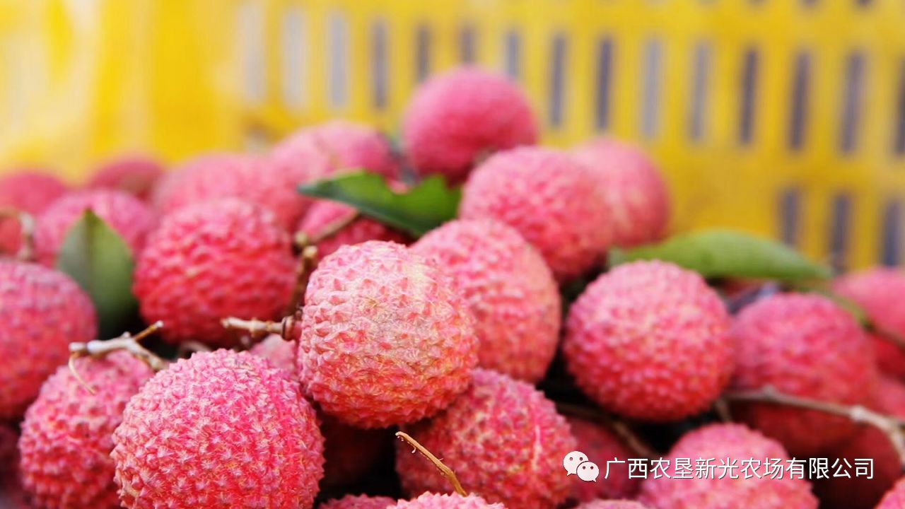 桂味荔枝  广西高山荔枝，25年老树中国荔枝获奖者