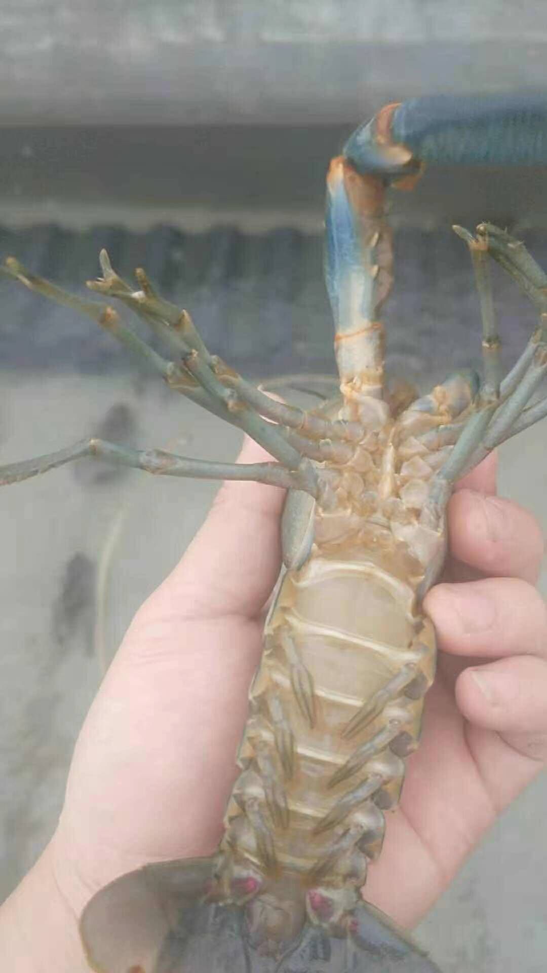 澳洲龙虾 