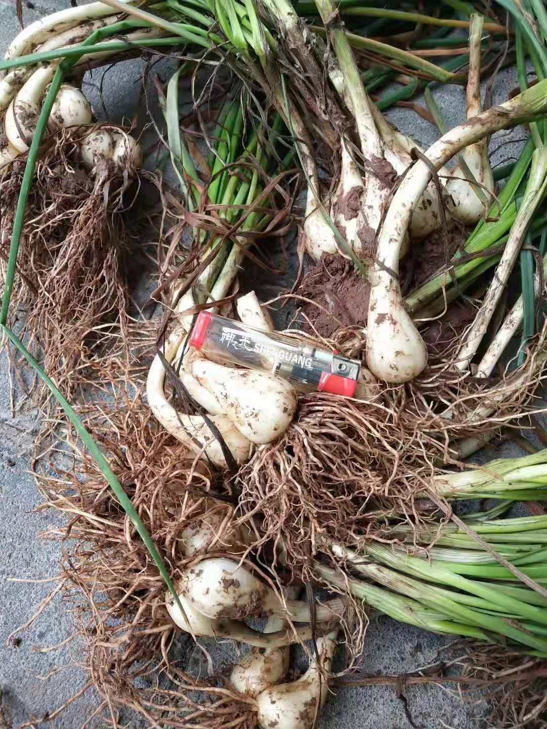 长柄藠头  白果 个头均匀