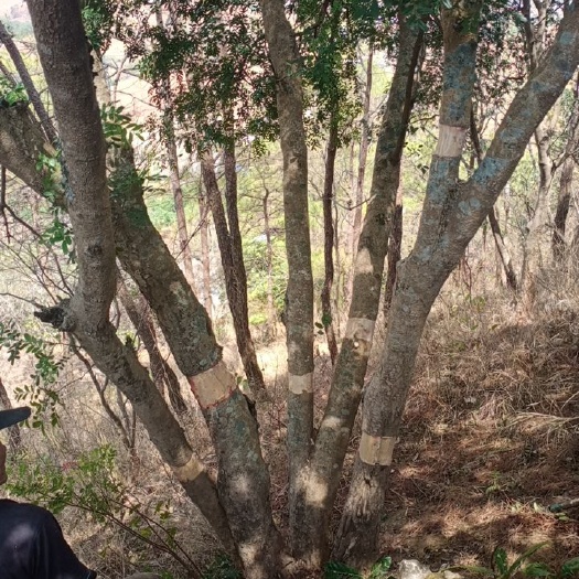 凤庆县清香木苗 清香木