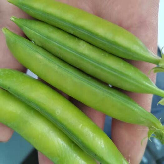 涡阳县荠菜  豌豆荚