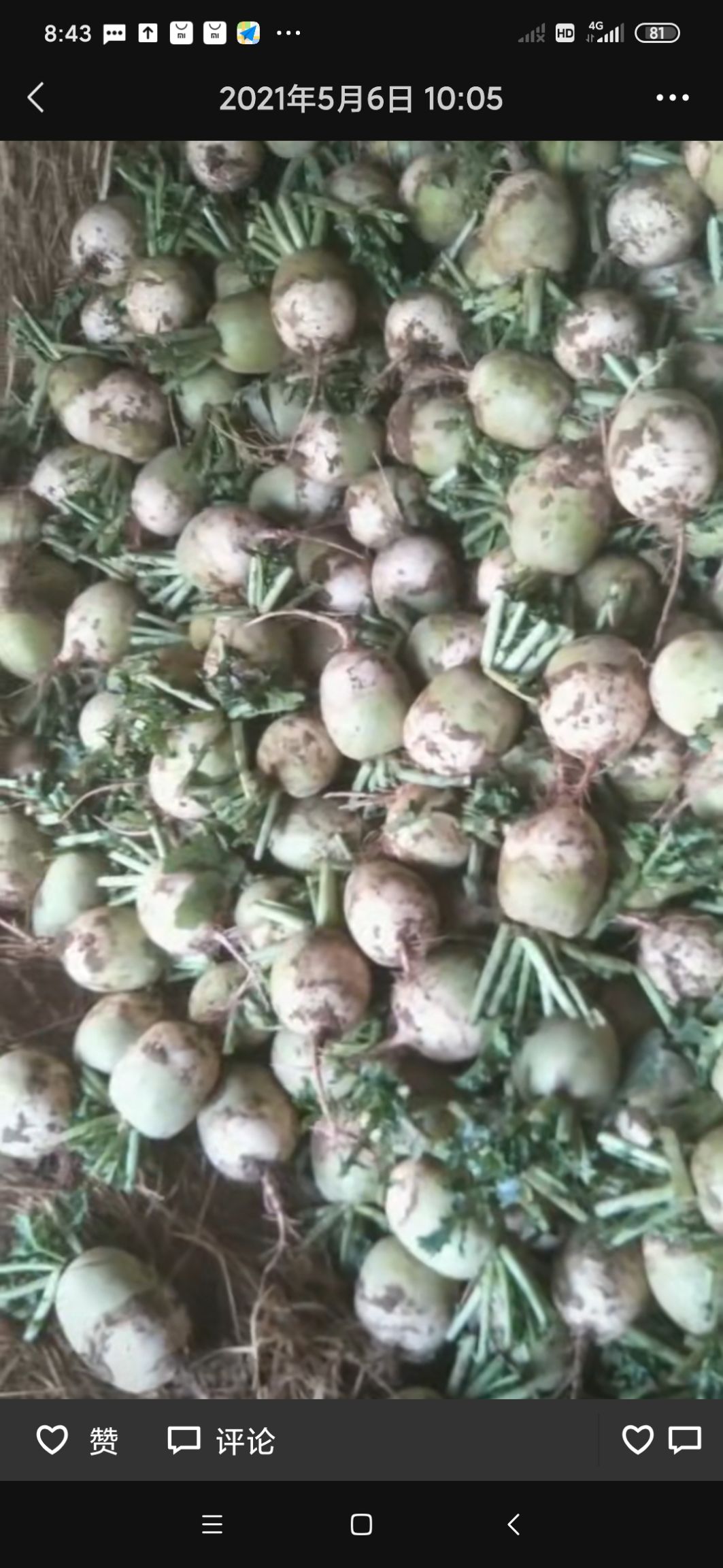 心里美萝卜  新鲜现拔的心里美满堂红萝卜现已大量上市，外表光滑，红心度好，