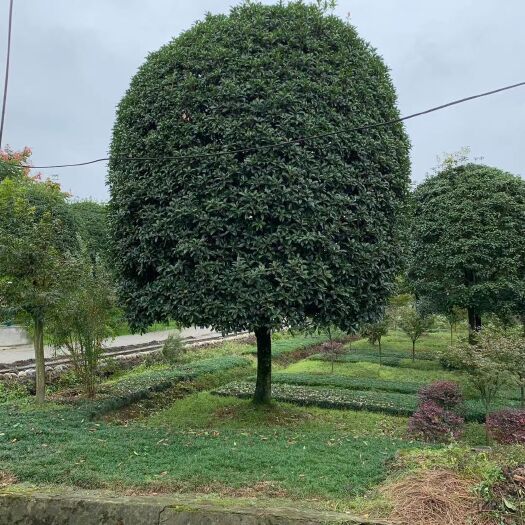 桂花树 桂花