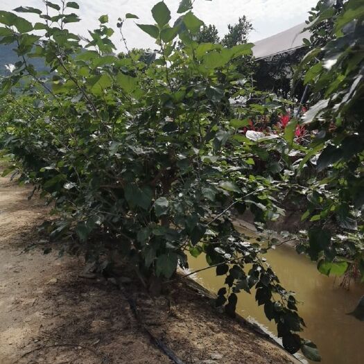 广州桑枝 桑树枝
