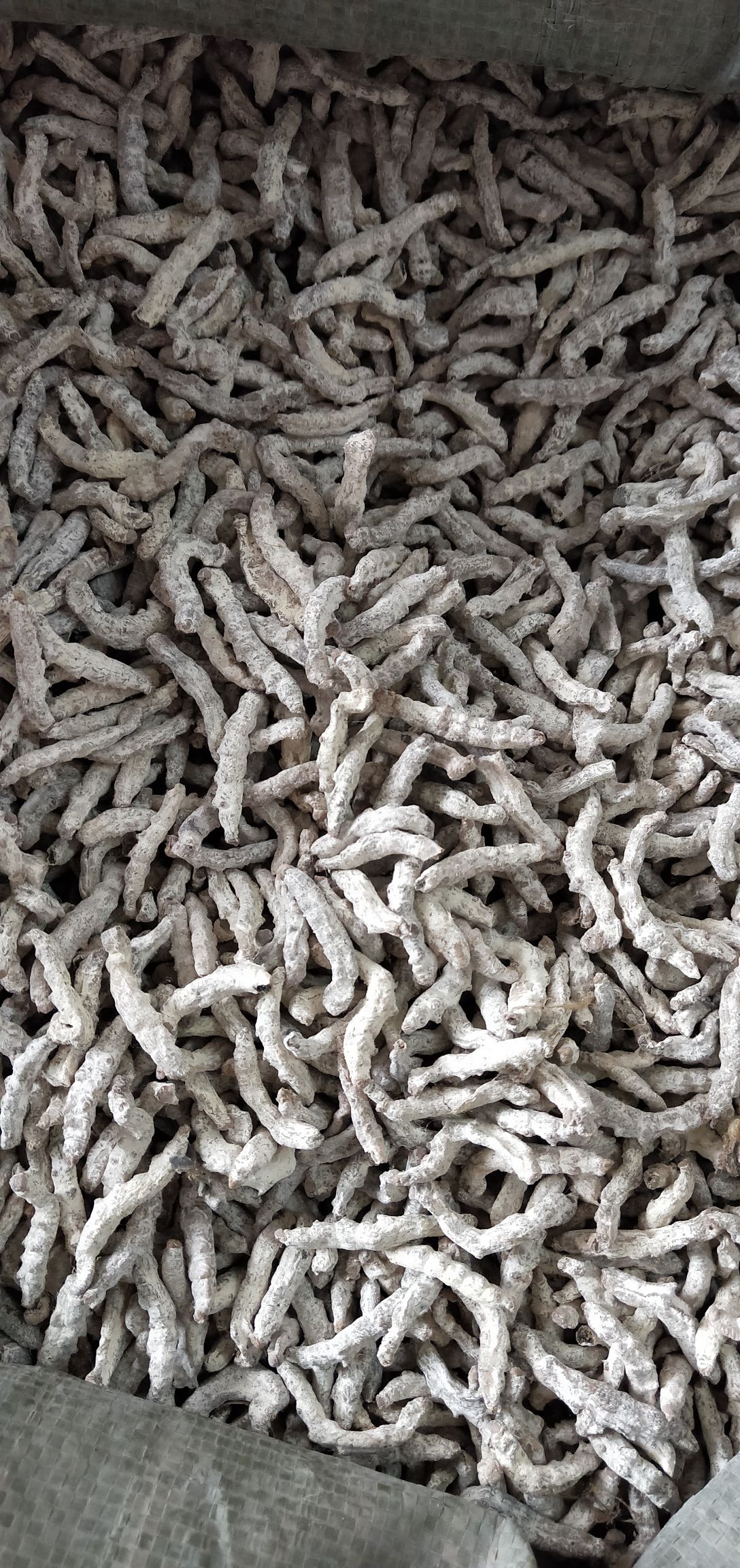 僵蚕，广西僵蚕，云南僵蚕，四川白僵蚕，常年有货，货优价廉