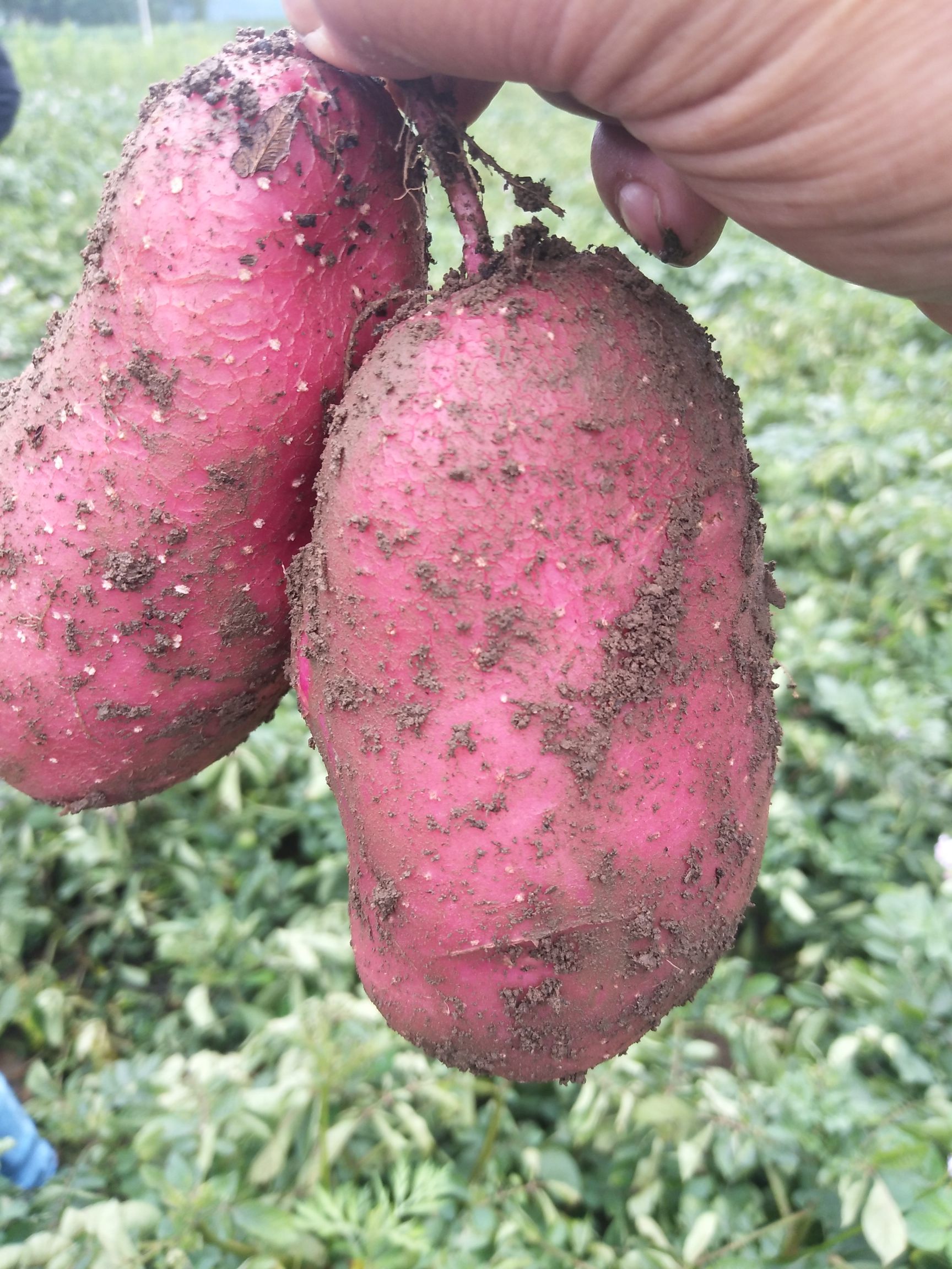 冕宁县凉山青薯9号红皮黄心土豆新鲜货上市了，货好，干燥。