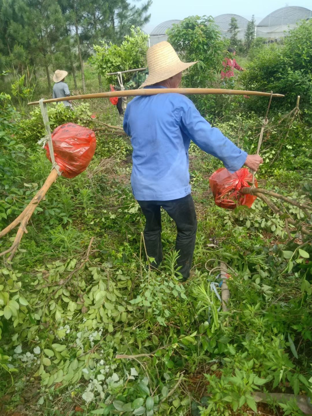 长林高产嫁接油茶树  2公分油茶树，挖树现场。