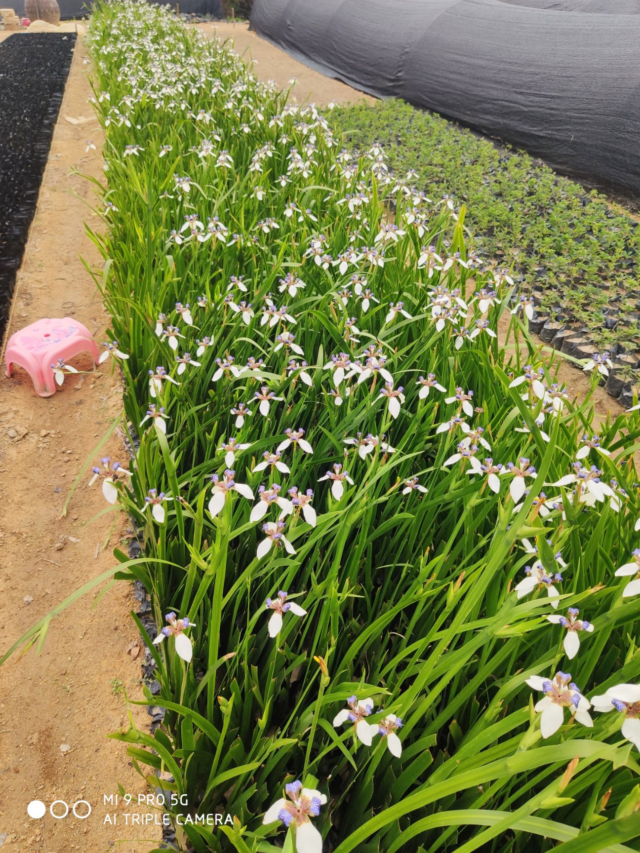 鸢尾绿化小苗福建漳州苗木基地