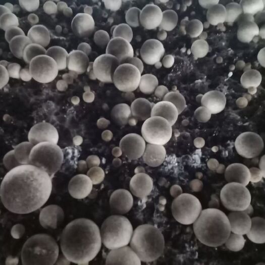 草菇 鲜货 3cm以上 人工种植 